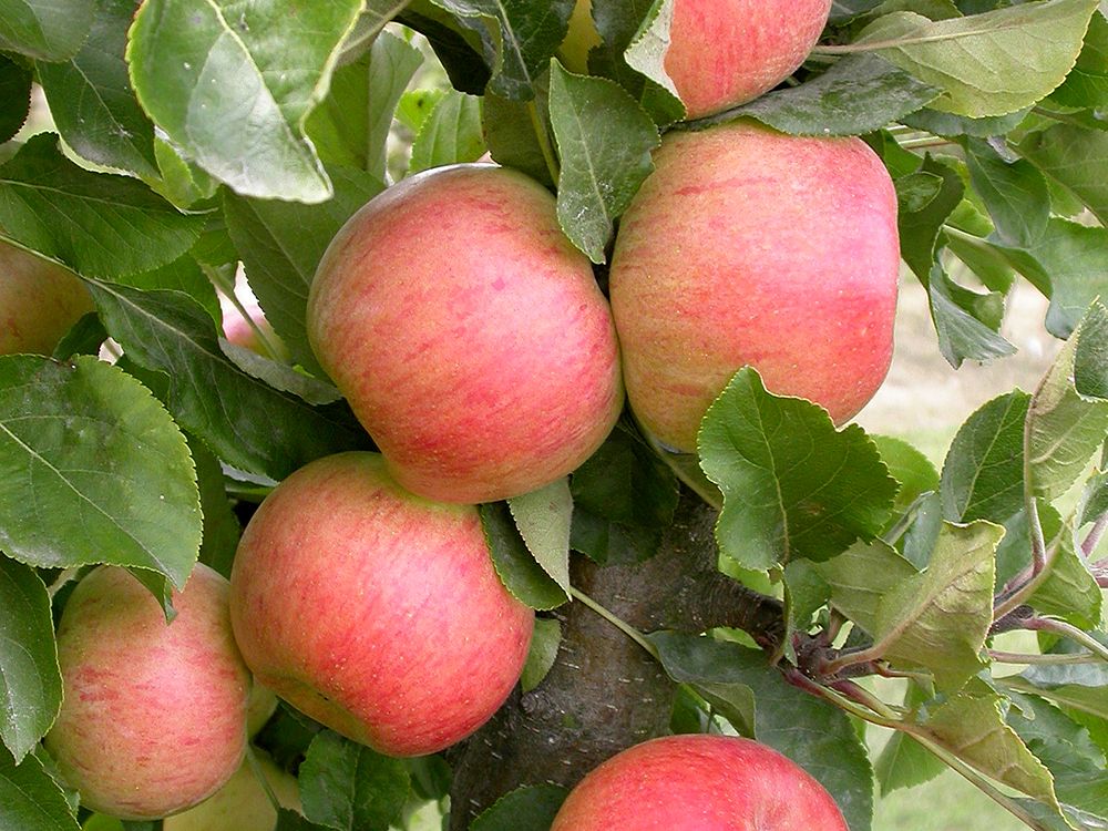 Schnitt & Pflege von jüngeren Obstbäumen und Säulenobst