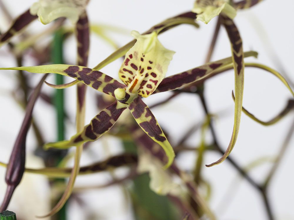 Die Orchideen-Pracht: Exquisit & kompakt