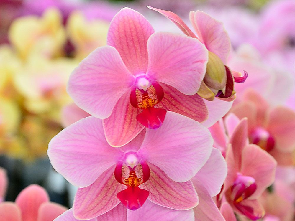 Die Orchideen-Pracht: Exquisit & kompakt