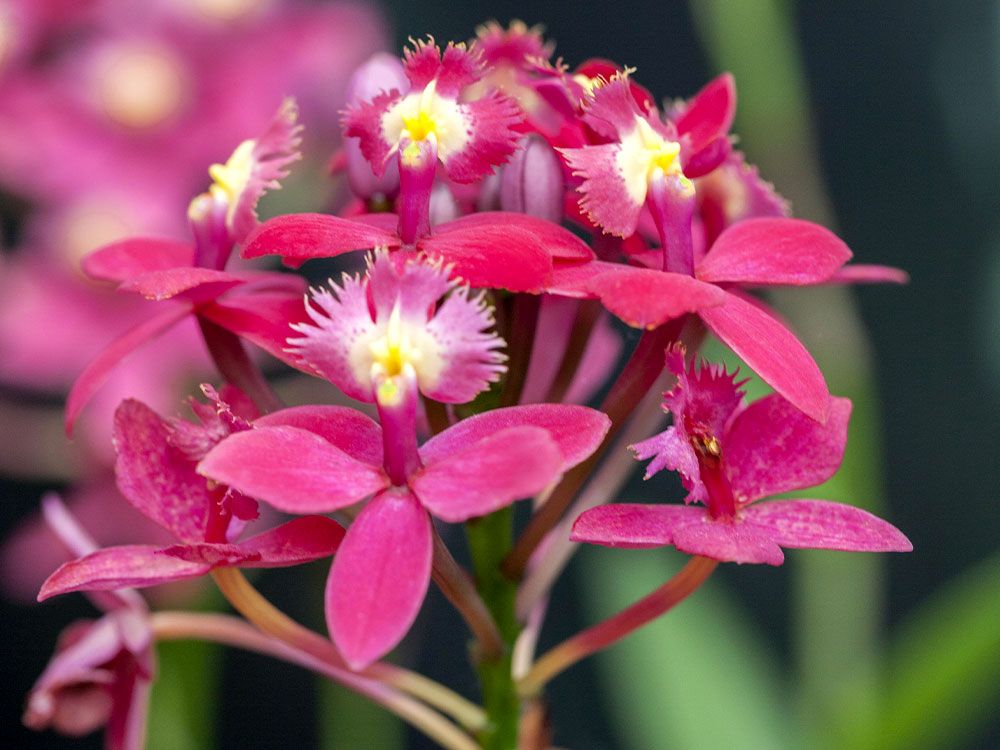 Orchideen: Der ultimative Pflegekurs