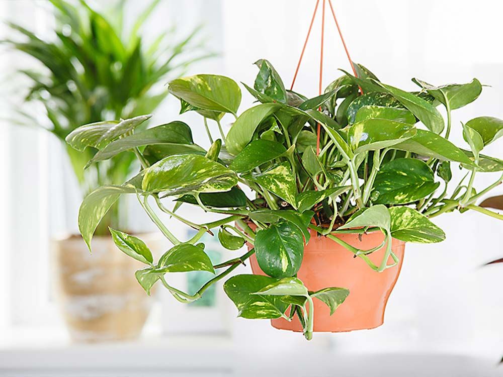 #Plantlover  #Zimmerpflanzen – Alles was Sie über Zimmerpflanzen wissen sollten.