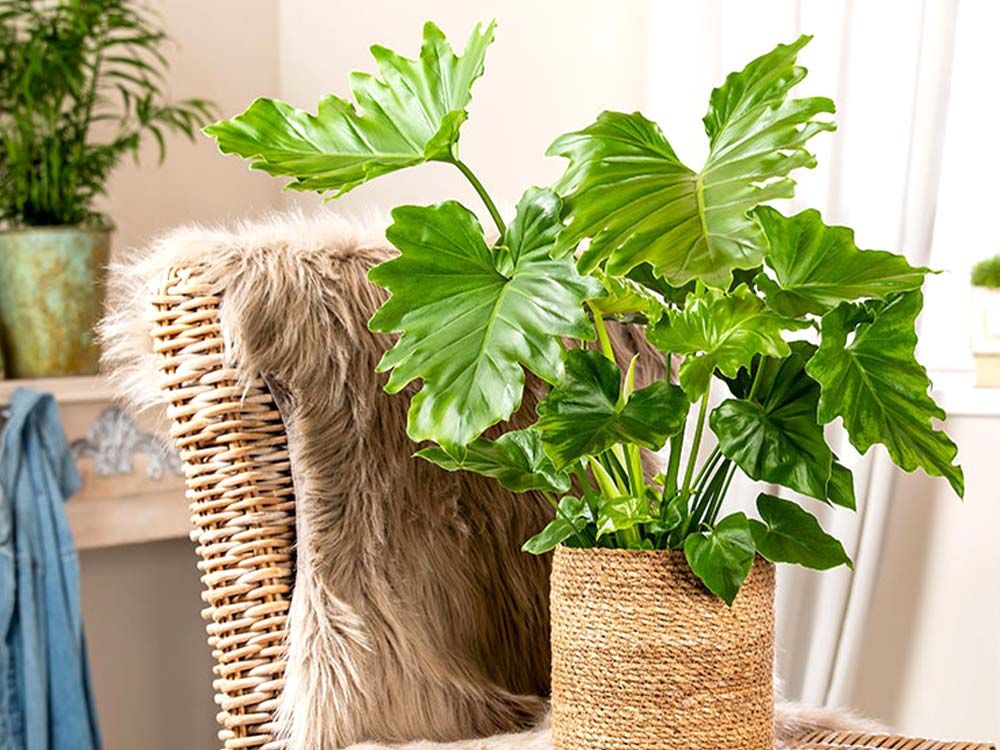 #Plantlover  #Zimmerpflanzen – Alles was Sie über Zimmerpflanzen wissen sollten.