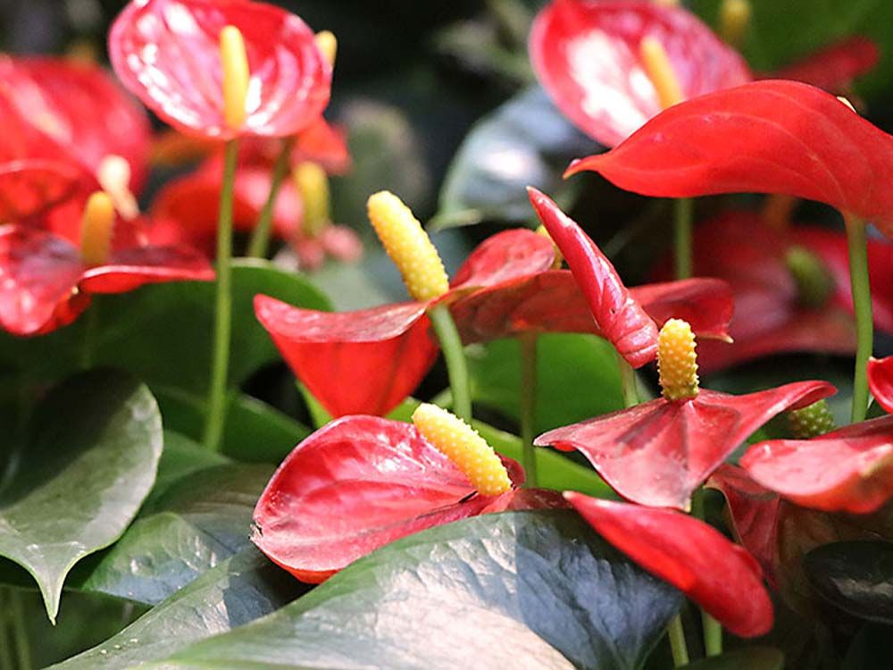 Indoor Grün / Zimmerpflanzen