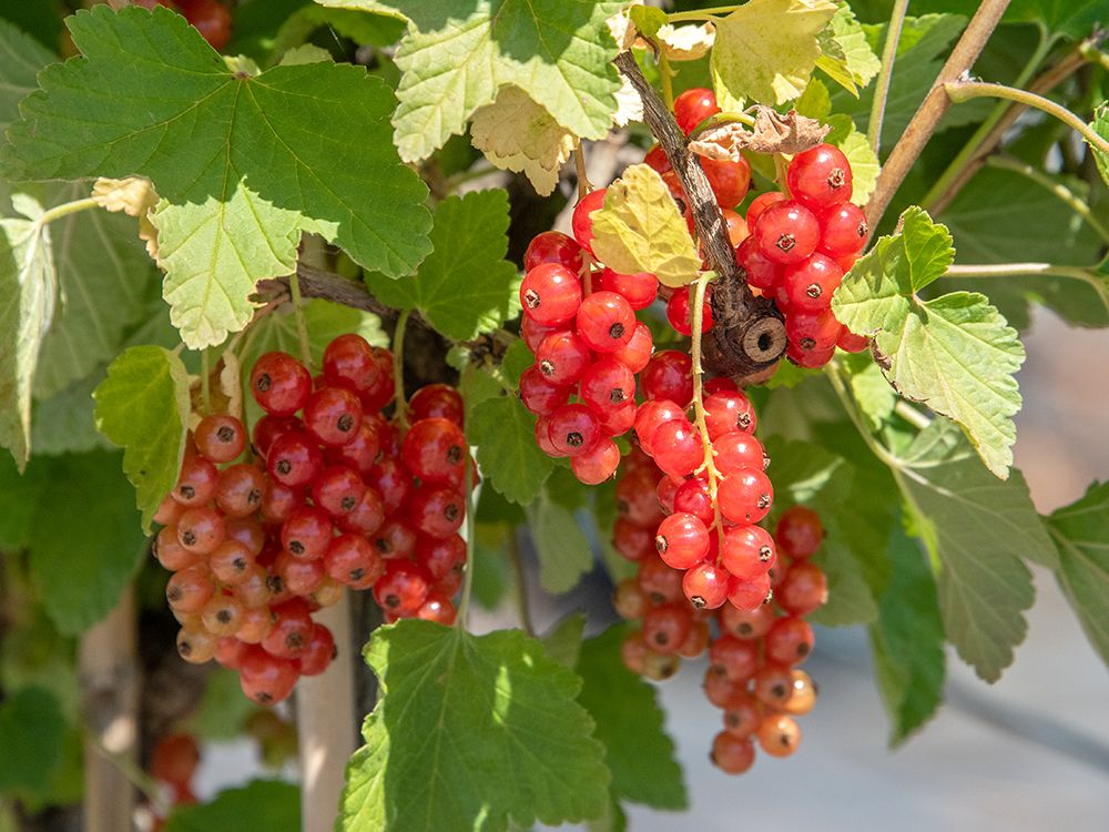 Schnitt & Pflege von Beeren