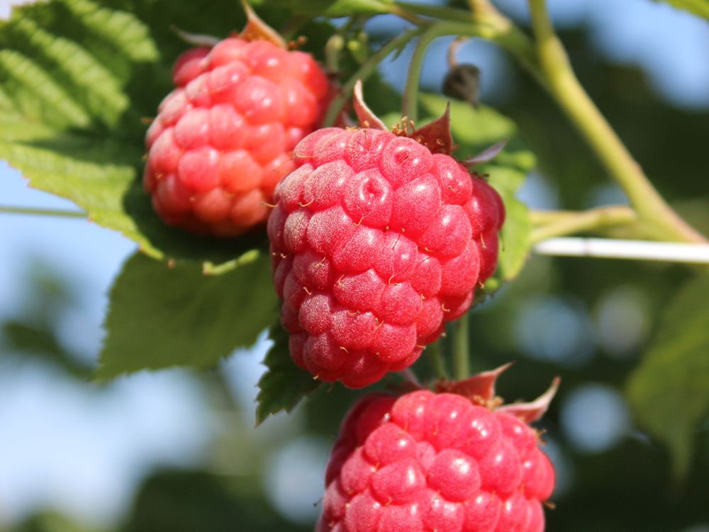 Schnitt & Pflege von Beeren