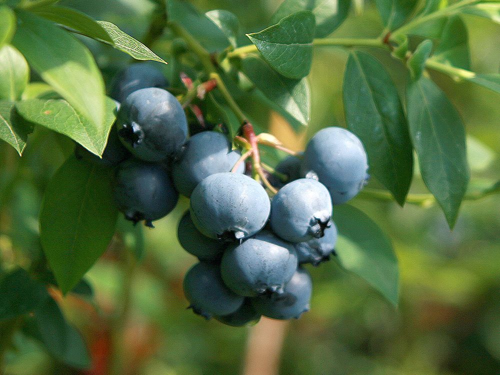 Schnitt & Pflege von Beeren