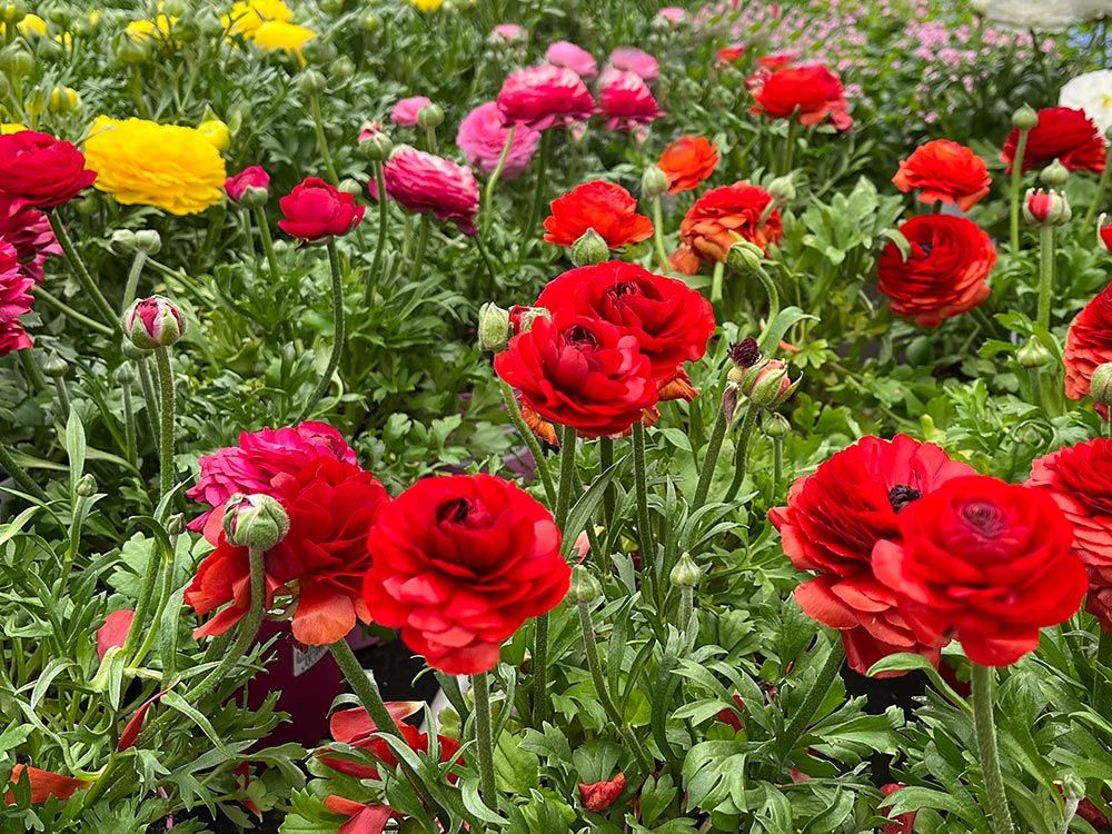 Frühling im Anmarsch; Frühlingsblüher für Balkonkistchen und Garten