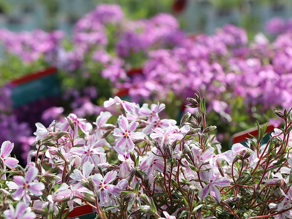 Frühling im Anmarsch; Frühlingsblüher für Balkonkistchen und Garten