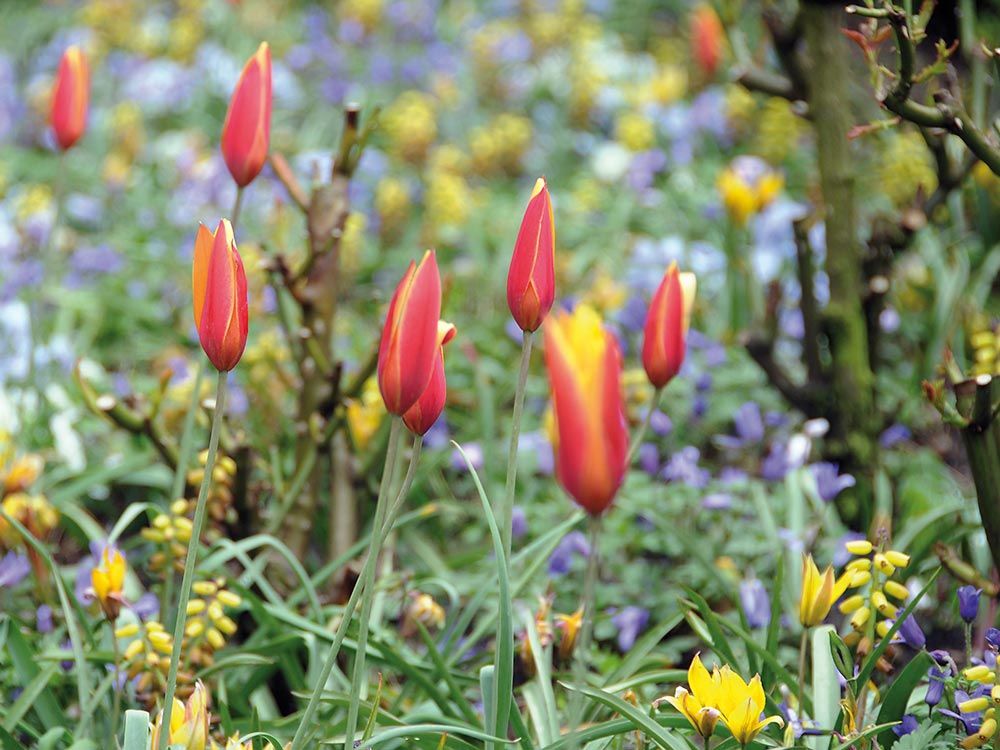 Frühling im Anmarsch; Frühlingsblüher für Balkonkistchen und Garten
