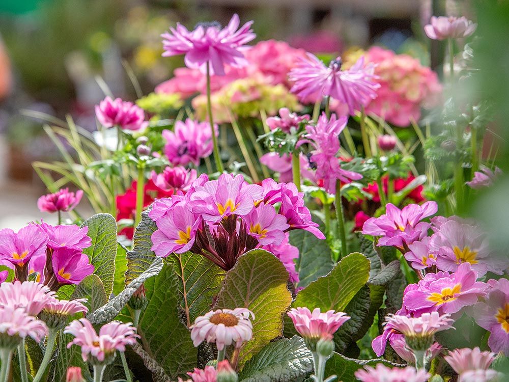 Frühlingsstart: Feiern Sie mit uns den Frühling im Gartencenter Baar