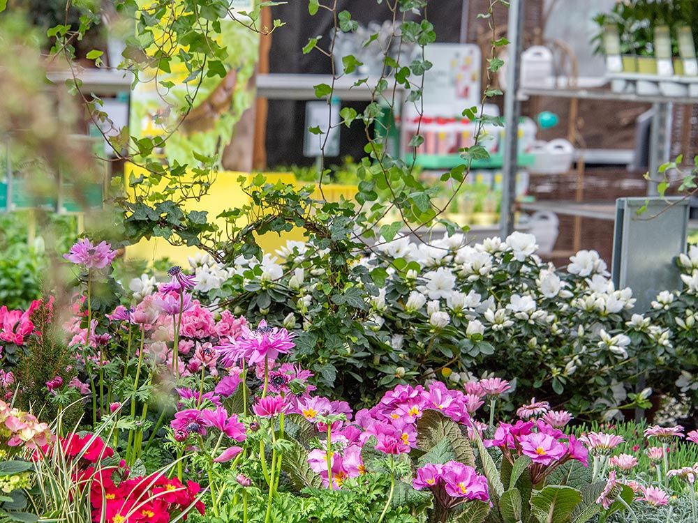 Frühlingsstart: Feiern Sie mit uns den Frühling im Gartencenter Baar