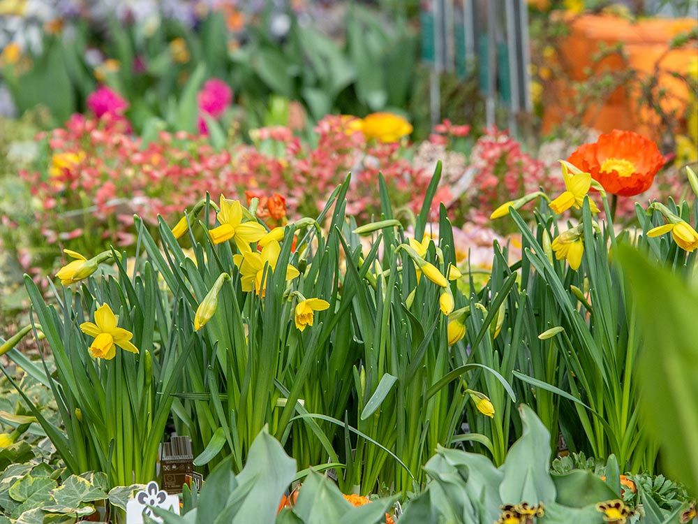 Frühlingsstart: Feiern Sie mit uns den Frühling im Gartencenter Baar