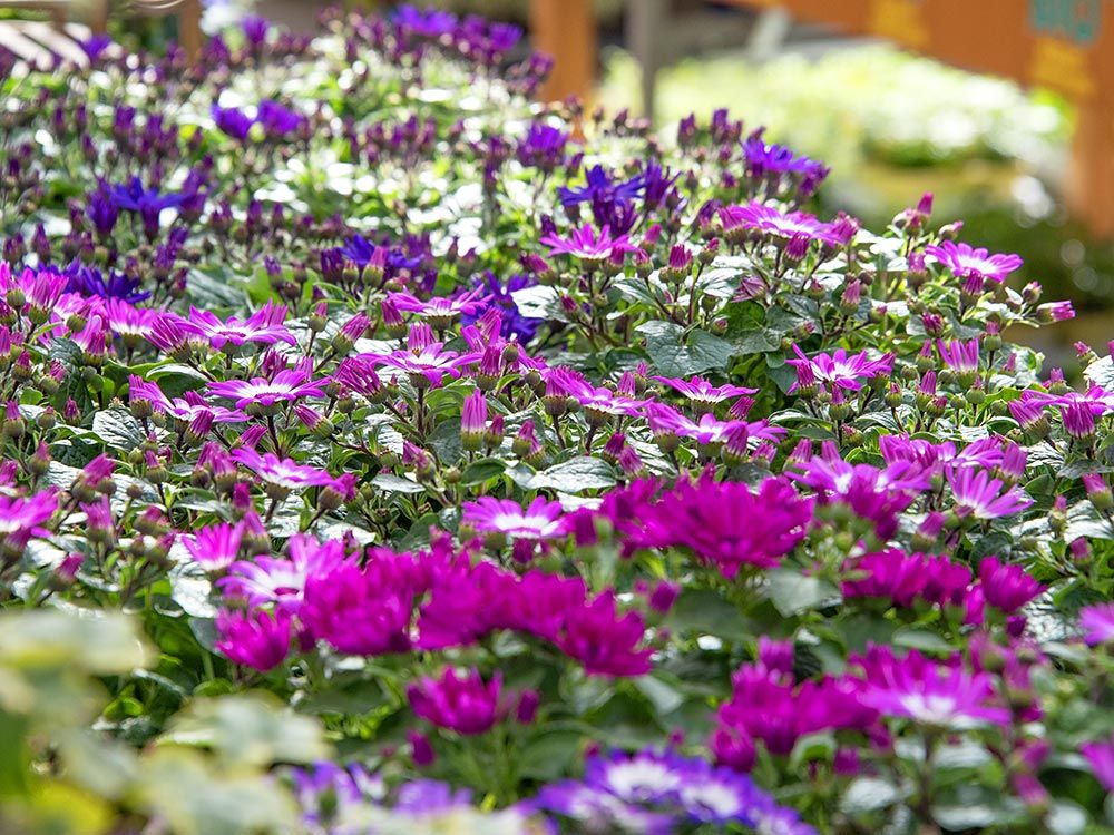 30 Jahre Hauenstein Gartencenter Baar.  Feiern Sie mit uns. Sonntags Shopping