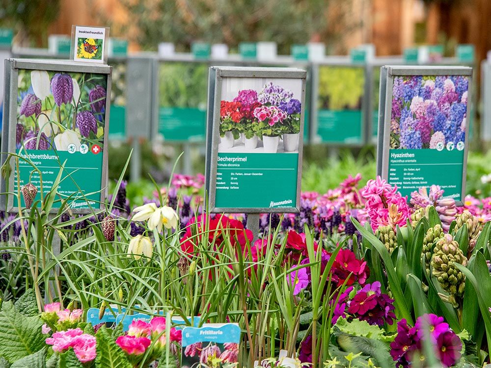 30 Jahre Hauenstein Gartencenter Baar.  Feiern Sie mit uns. Sonntags Shopping