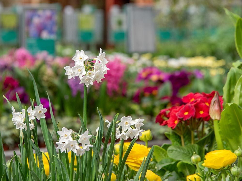 30 Jahre Hauenstein Gartencenter Baar.  Feiern Sie mit uns. Sonntags Shopping