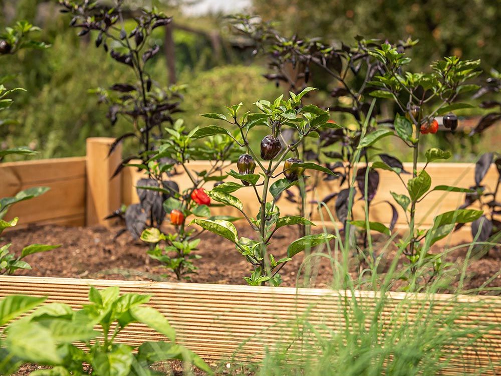Genussgarten; Gemüse, Kräuter vom Feinsten