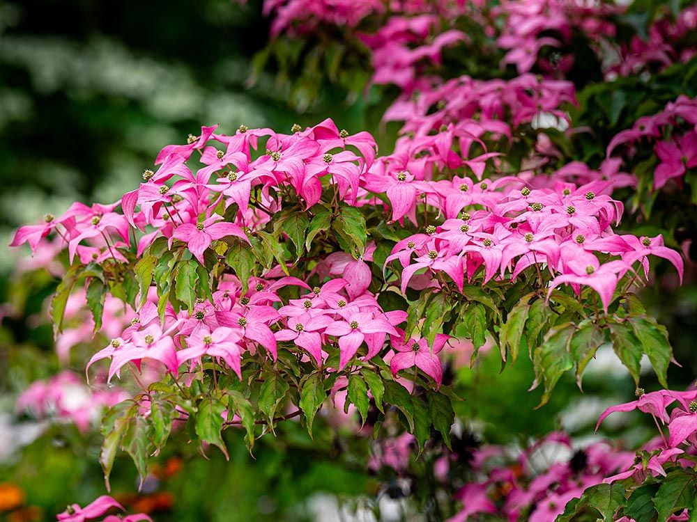 Führung durch den Schaugarten