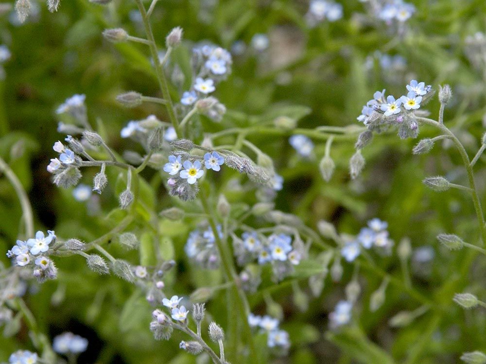 Einheimische Wildpflanzen auf Balkon & Terrasse