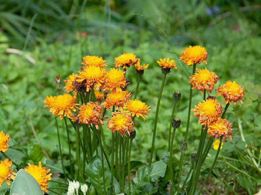 Einheimische Wildpflanzen auf Balkon & Terrasse