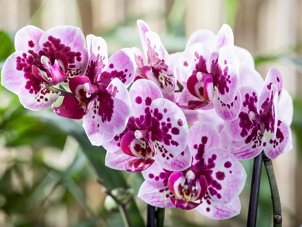 Orchideen-Pracht