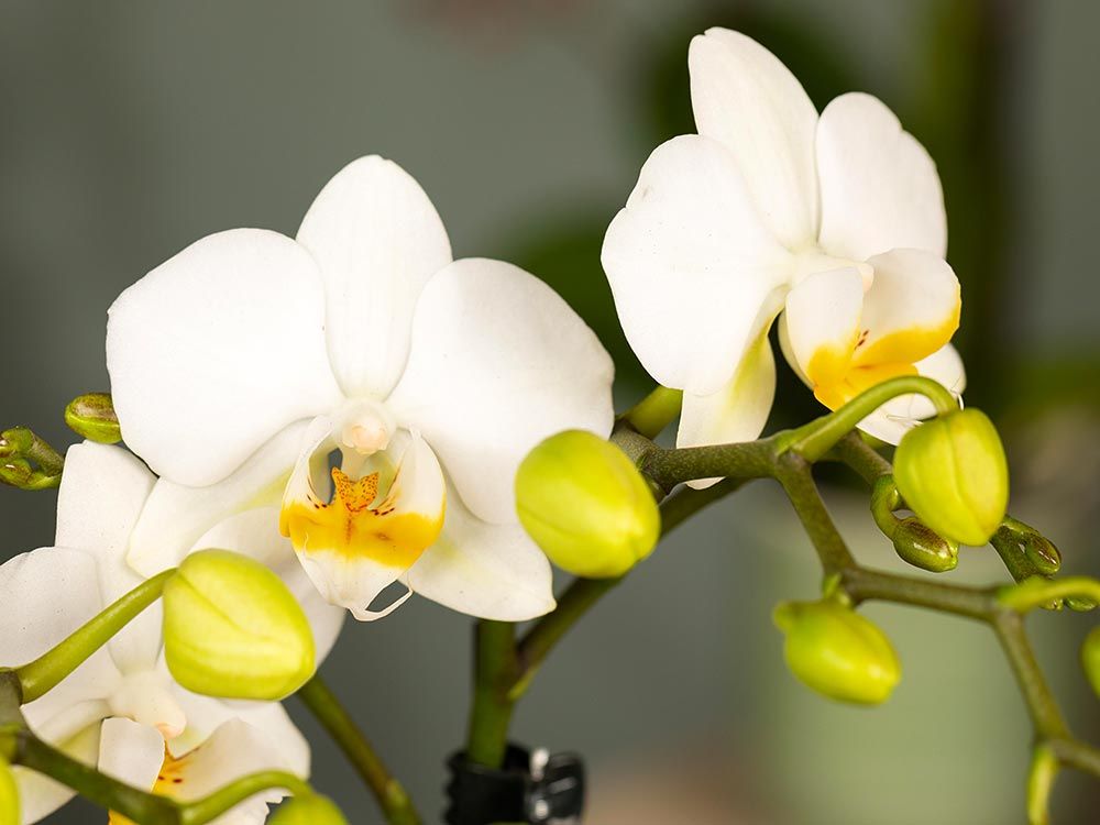Orchideen-Pracht