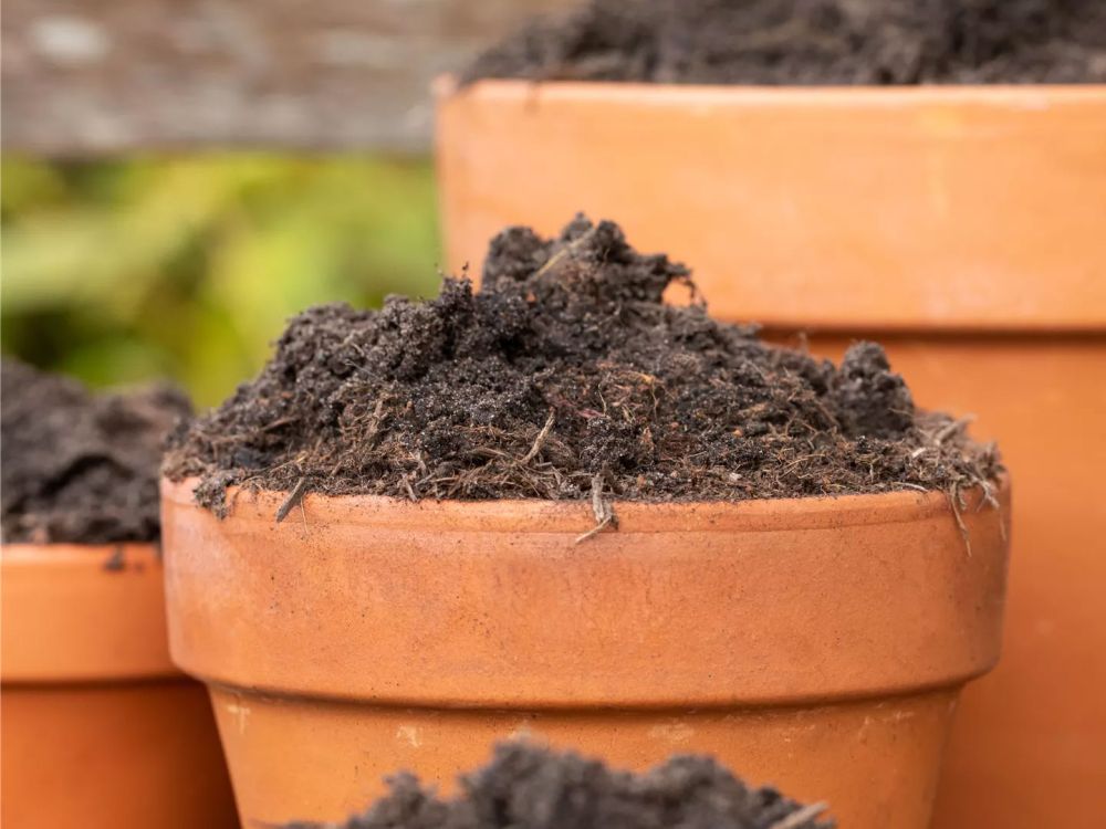 Ricoter Erden: Erfahren Sie mehr über das richtige Substrat