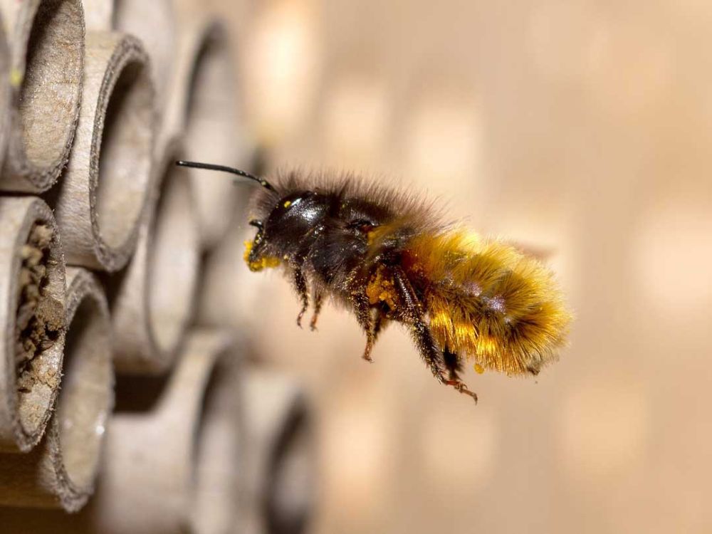 Wildbienen-Nisthilfe selber gestalten