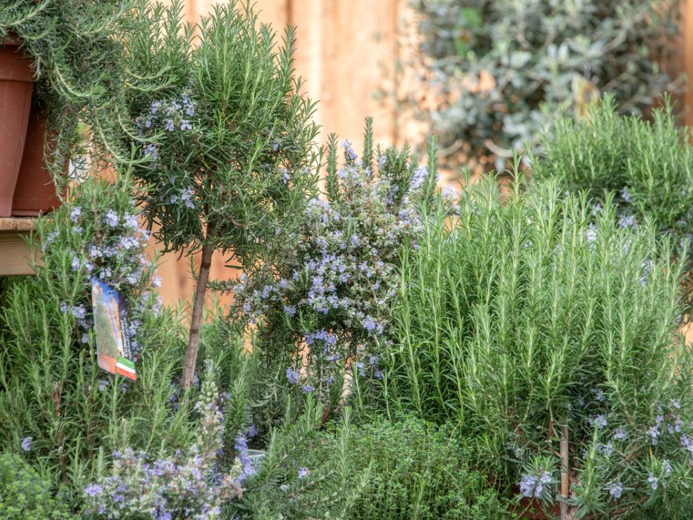 Kräuter für die Küche