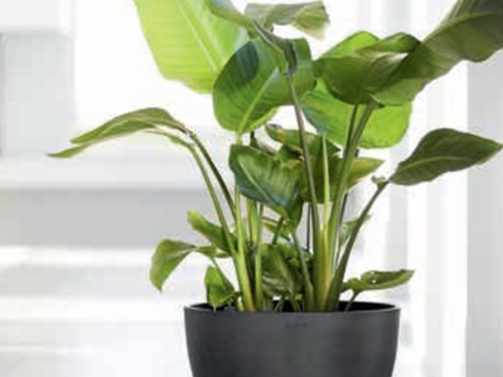 Produktdemo EcoPots; nachhaltige Pflanzgefässe