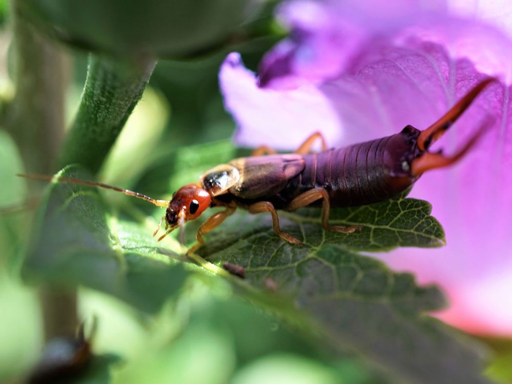 Kinderkurs: Nützliche Insekten im Garten. Eddie-Kurse speziell für Kinder von 6 bis 10 Jahren