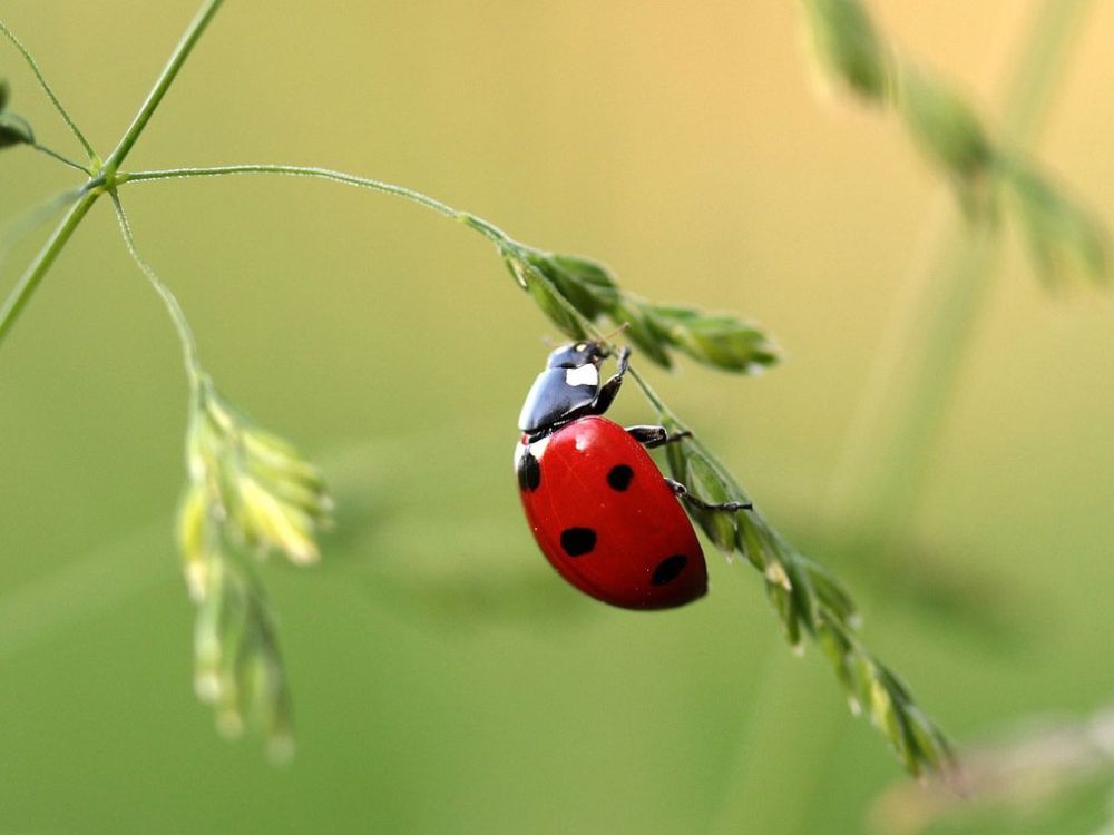 Kinderkurs: Nützliche Insekten im Garten. Eddie-Kurse speziell für Kinder von 6 bis 10 Jahren