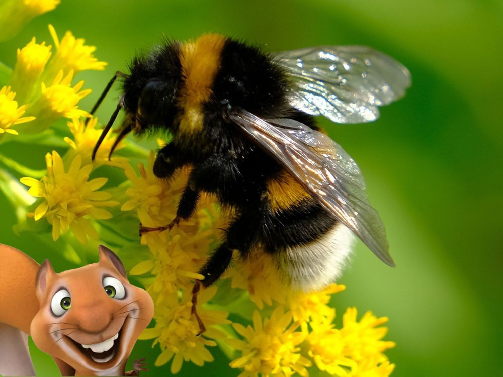 Kinderkurs: Nützliche Insekten im Garten. Eddie-Kurse speziell für Kinder von 6 bis 10 Jahren