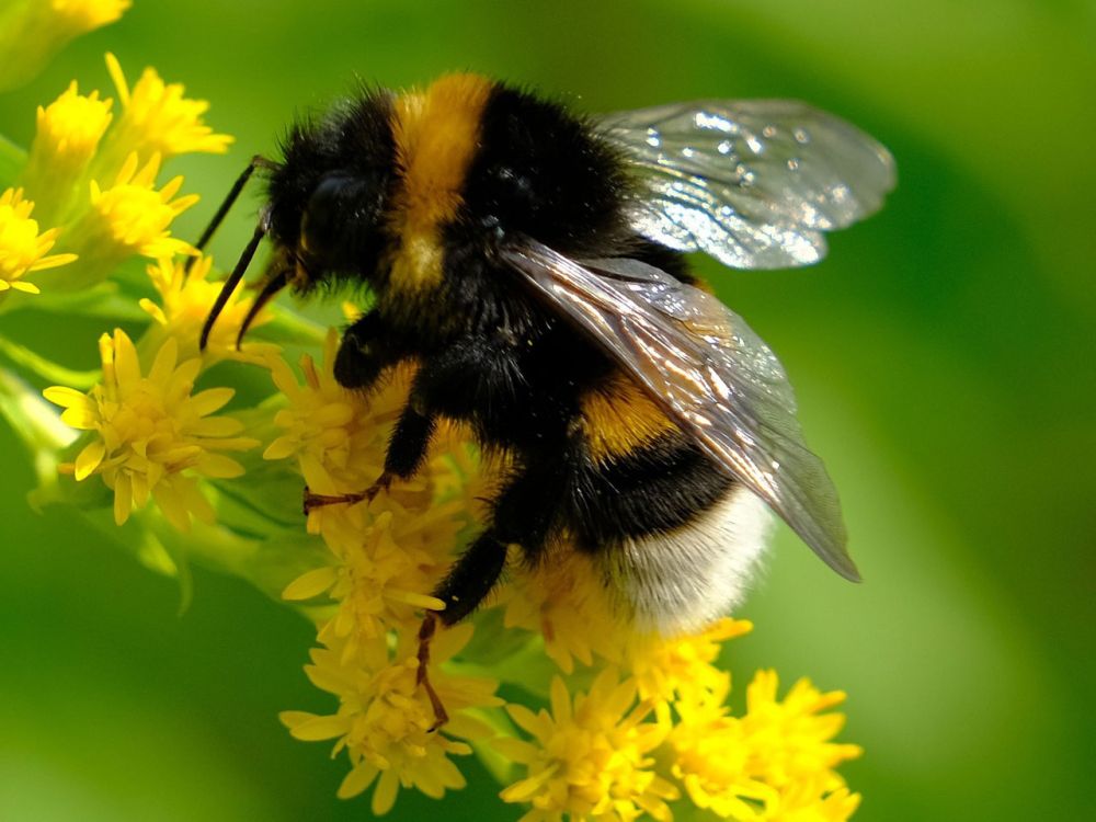 Kinderkurs: Nützliche Insekten im Garten. Eddie-Kurse speziell für Kinder von 6 bis 10 Jahren