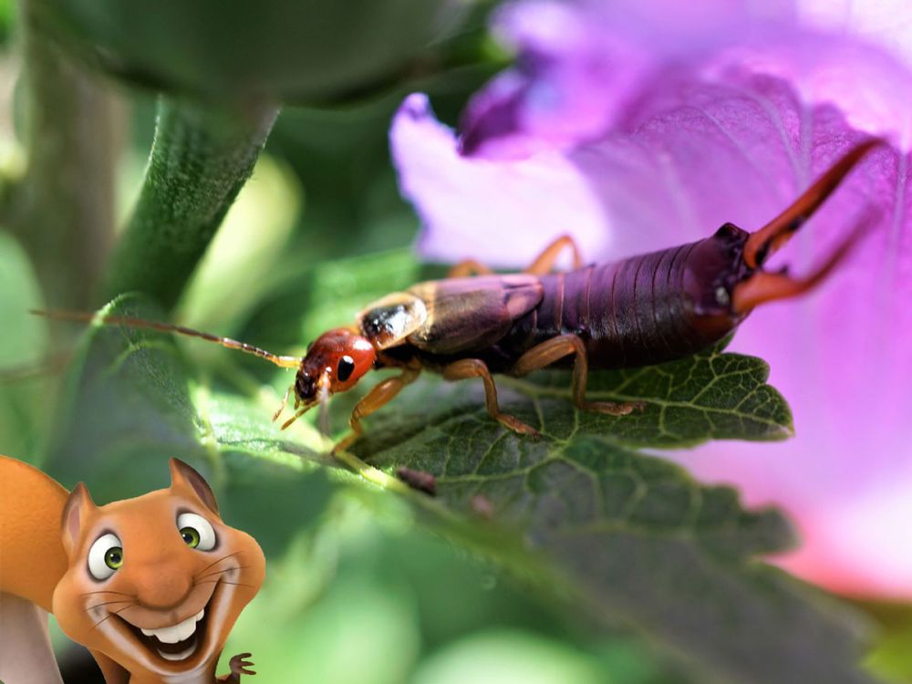 Kinderkurs: Nützliche Insekten im Garten. Eddie-Kurse speziell für Kinder von 6 bis 10 Jahren