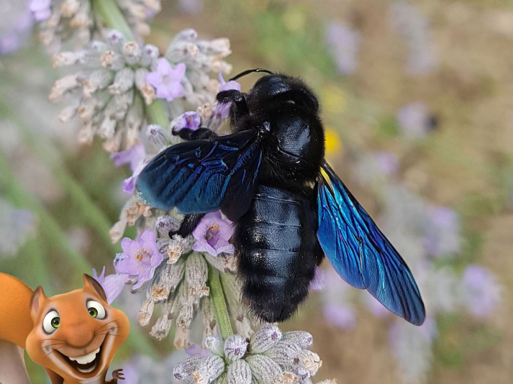 Kinderkurs: Nützliche Insekten im Garten. Eddie-Kurse speziell für Kinder von 6 bis 10 Jahren