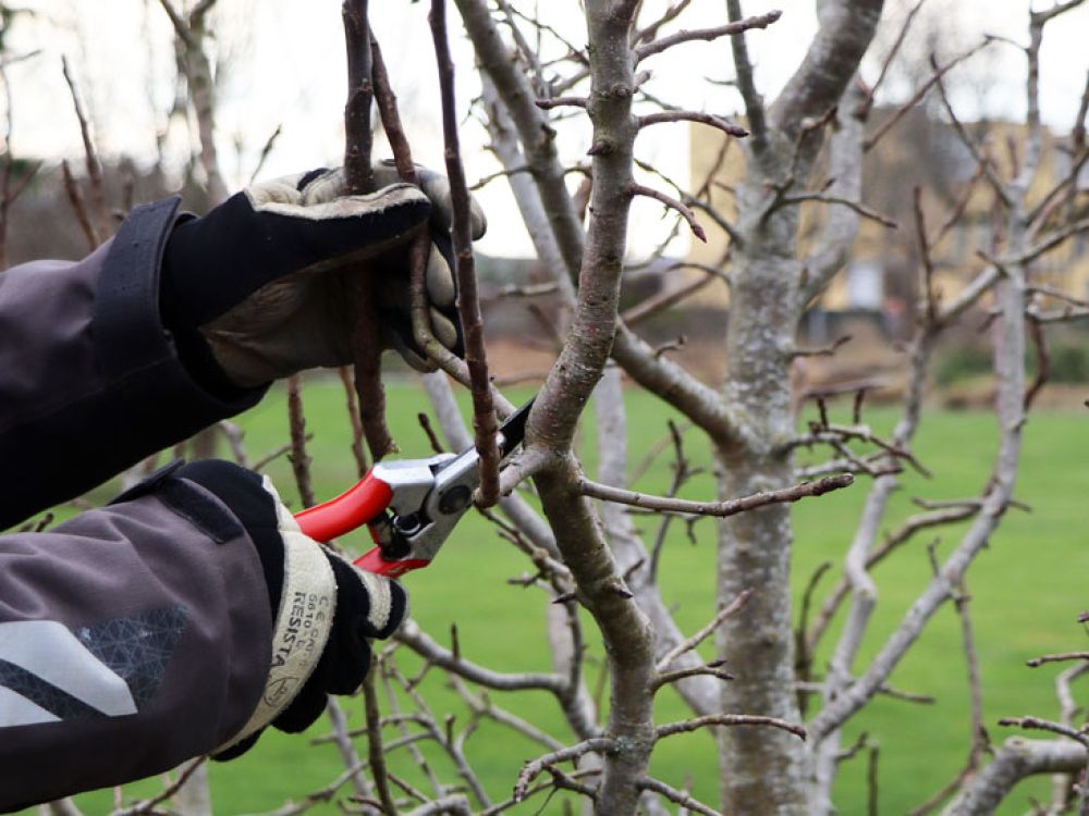 Bringen Sie Ihren Garten in Form. Jetzt ist Zeit für den Gehölzschnitt.