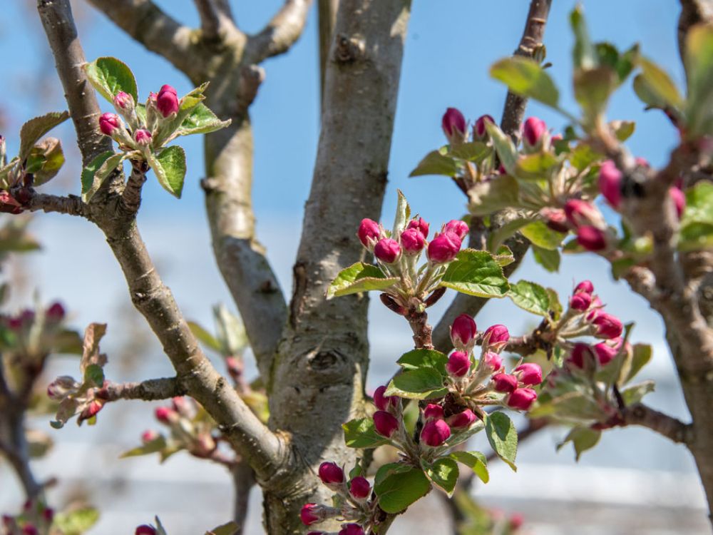 Bringen Sie Ihren Garten in Form. Jetzt ist Zeit für den Gehölzschnitt.