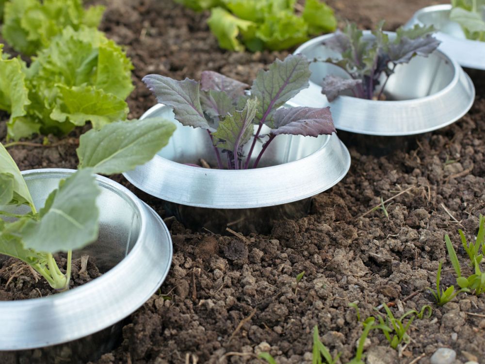 Biologisch gärtnern