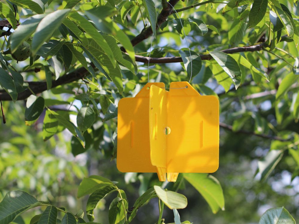 Biologischer Pflanzenschutz für den naturnahen Garten