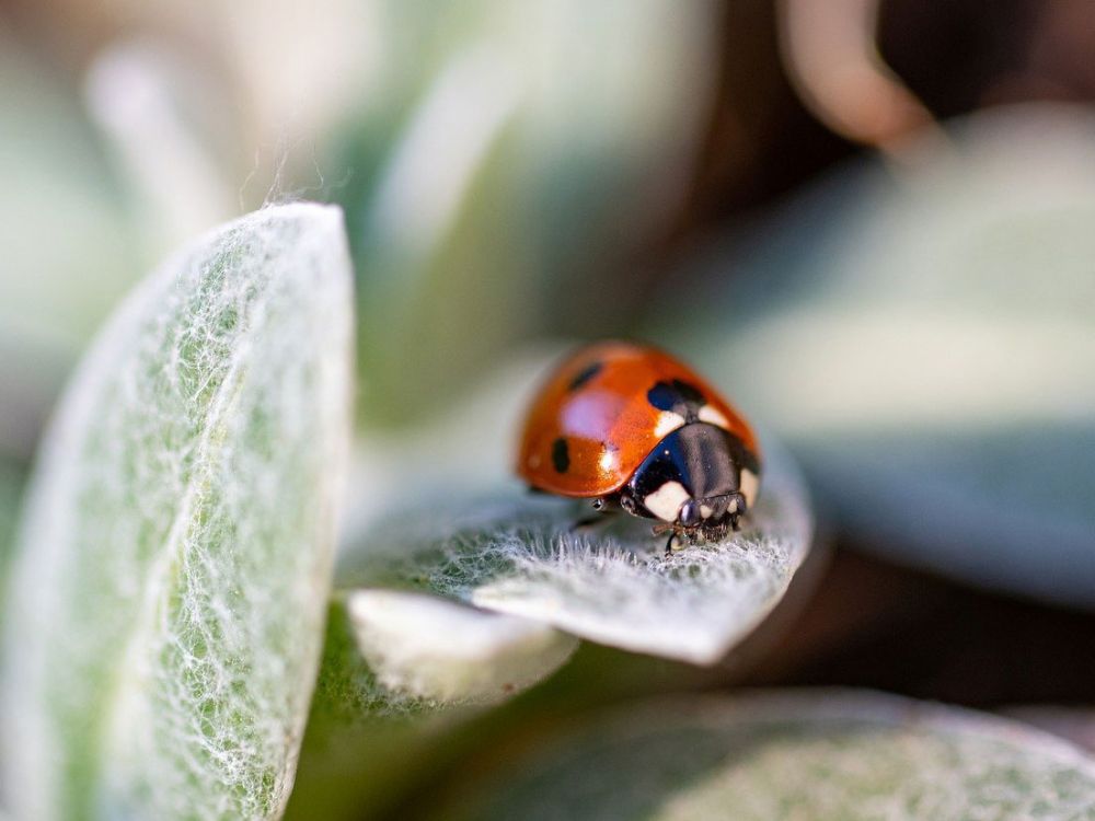 Biologischer Pflanzenschutz für den naturnahen Garten