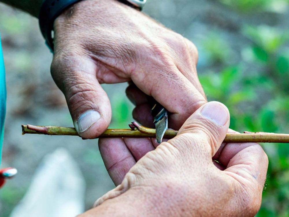 Veredeln von Obstbäumen in der Praxis. Workshop.