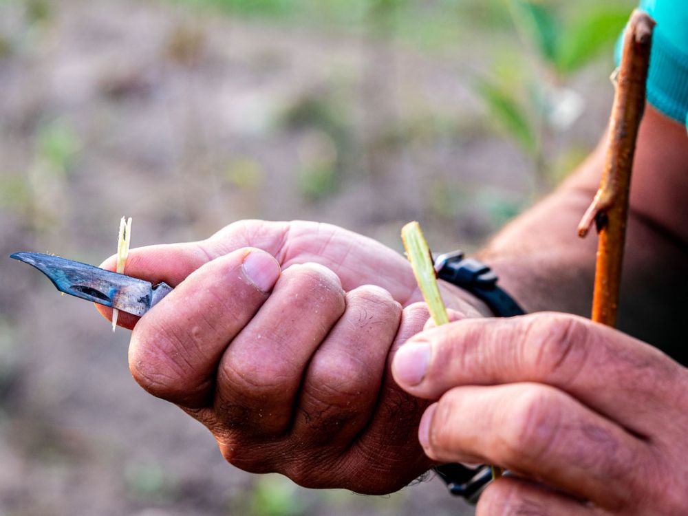 Veredeln von Obstbäumen in der Praxis. Workshop.