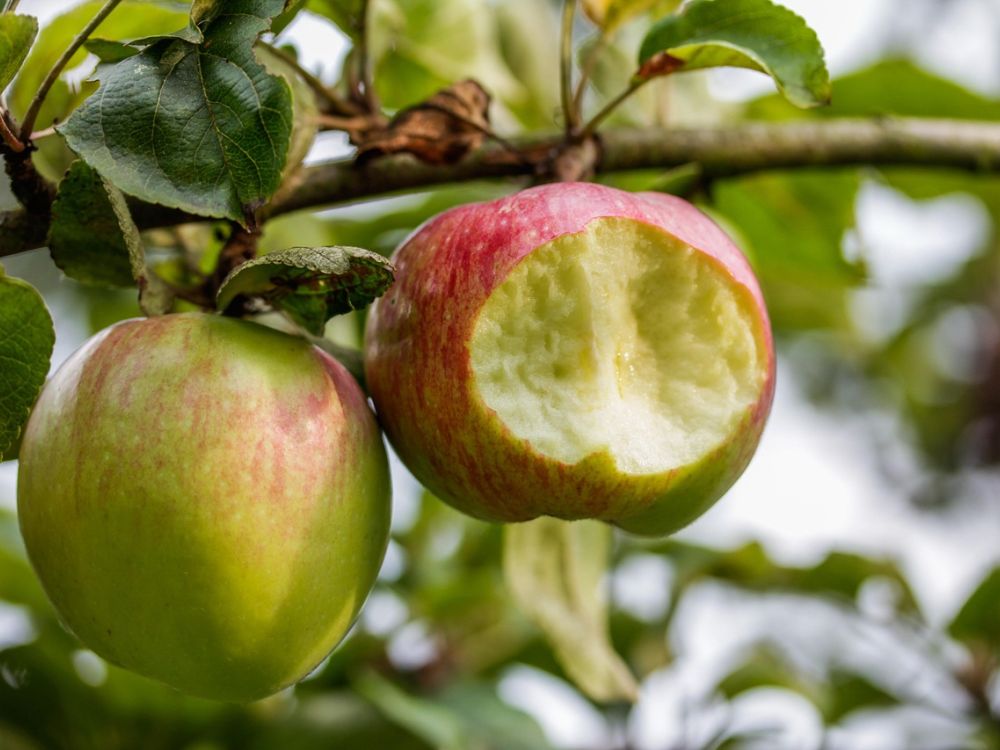 Obstsorten-Tasting