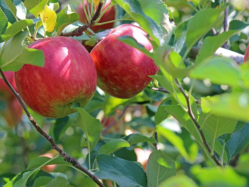Obstsorten-Tasting