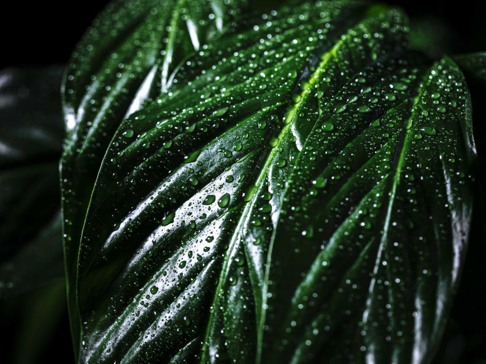 Hydrokultur, LongTime, Blähton – klingt kompliziert?  Ist es nicht!