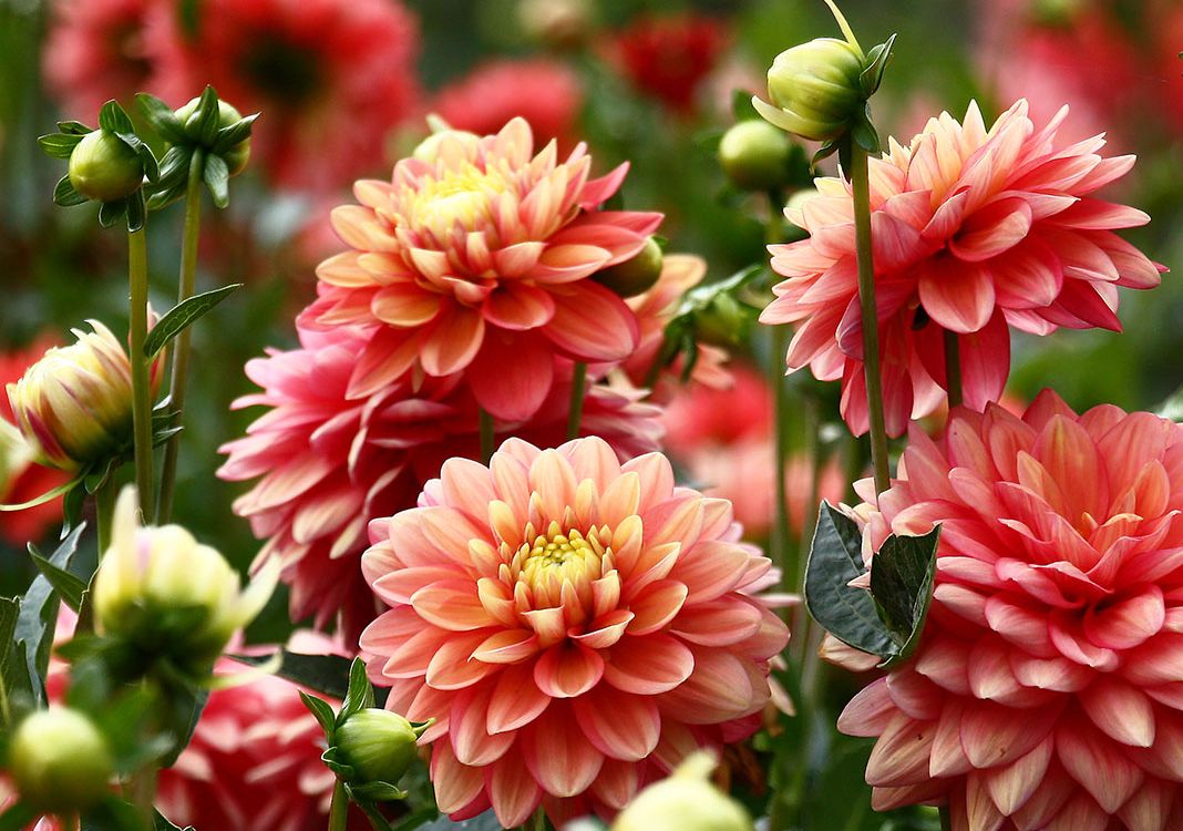 Tolle Knolle: Dahlien, Gladiolen und Lilien jetzt pflanzen.