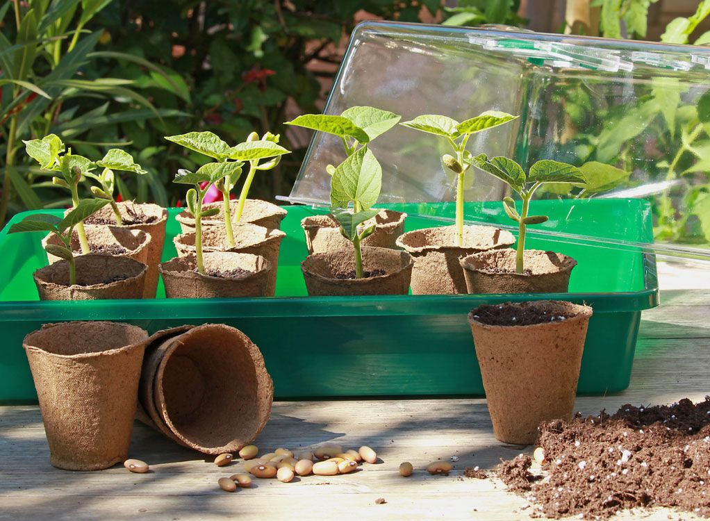 Aussaat, Anzucht & Frühbeete:  die Gartensaison beginnt bei der Aussaat