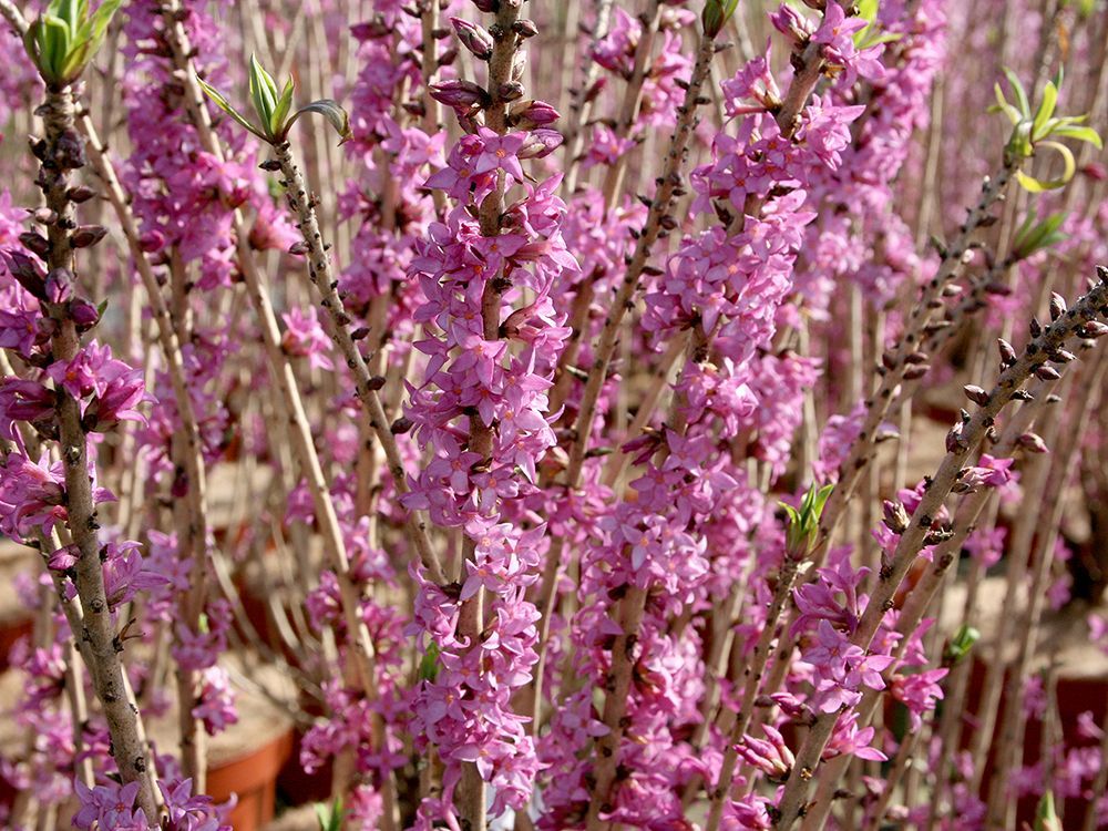 Frühlingsschnitt von Pflanzen in der Praxis