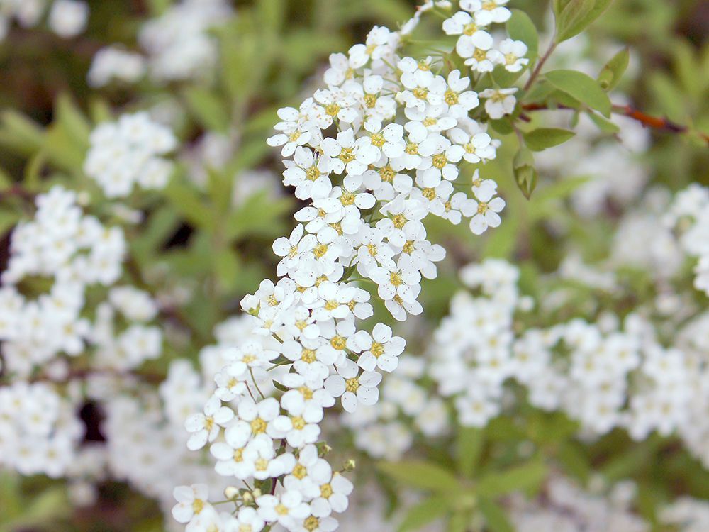 Frühlingsschnitt von Pflanzen in der Praxis