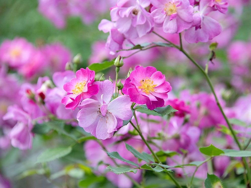 Schnitt und Pflege von Rosen